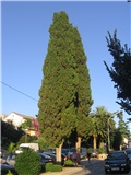 Cupressus sempervirens,  Mali Lošinj